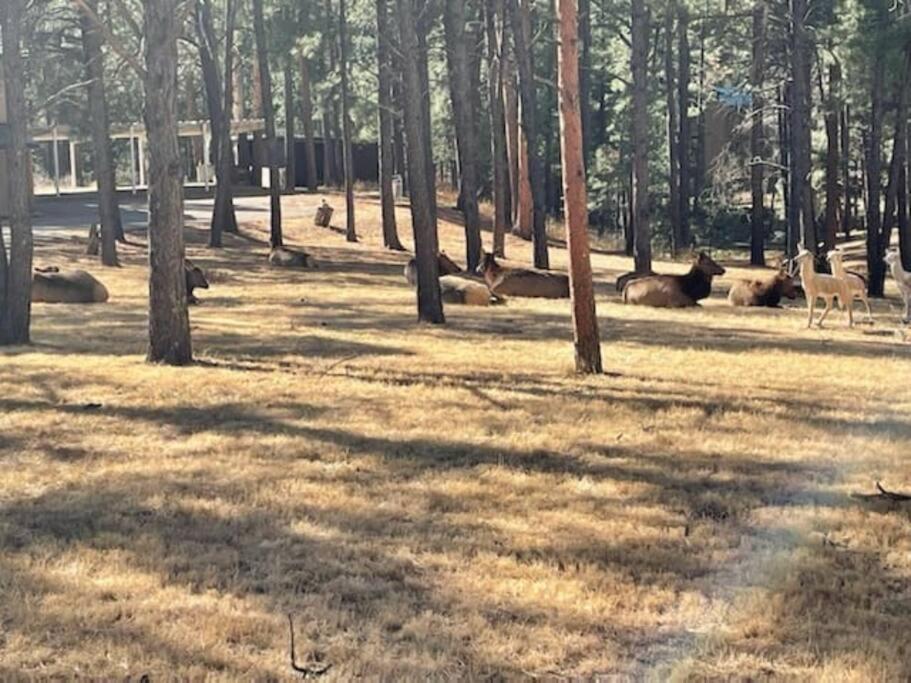 Perk Canyon Hidden Acres-Hot Tub-Gas Fireplace Рюидозо Екстериор снимка